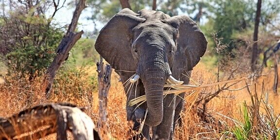 Masai Mara Reserve