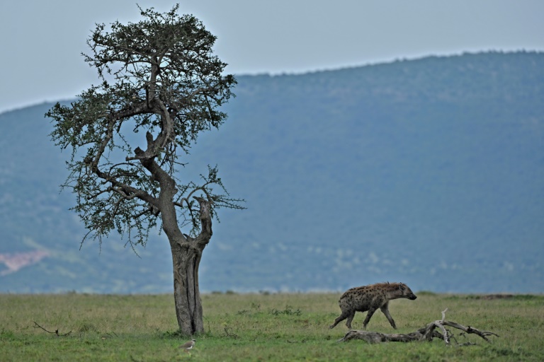 Hyenas maul two people near Kenya’s capital Nairobi