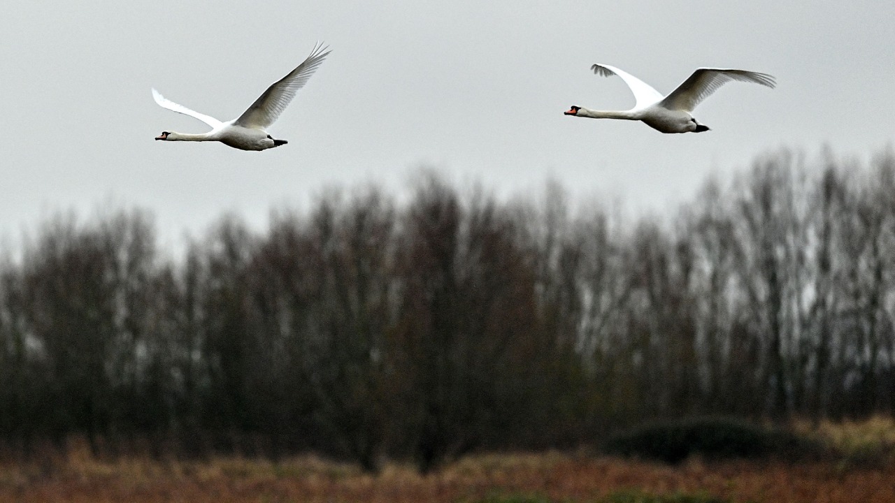 Safe haven: Endangered UK birds find home in former quarry