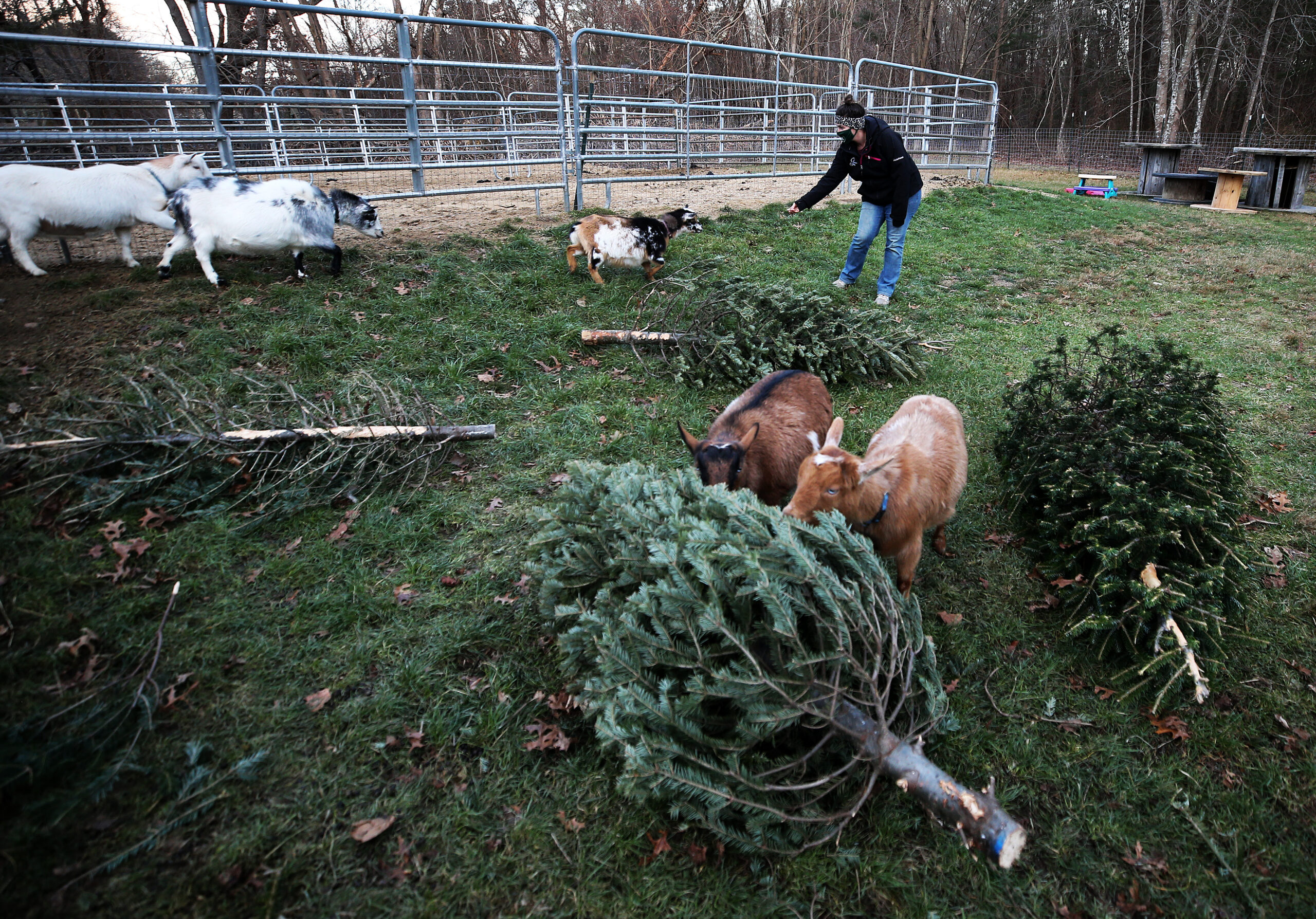 Christmas feast: London’s oldest city farm goats recycle Christmas trees