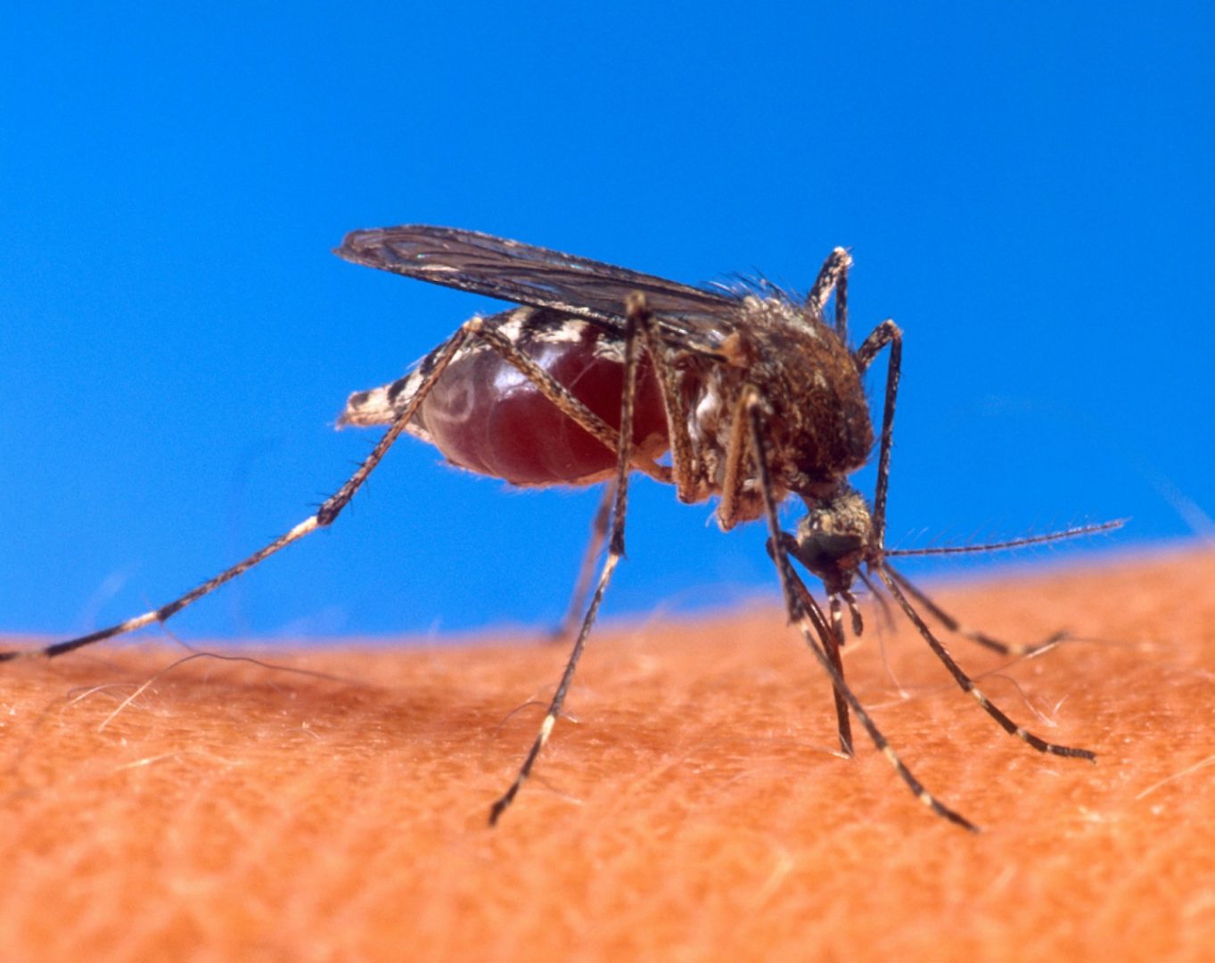 Swedish lab develops poison for mosquitoes to fight malaria