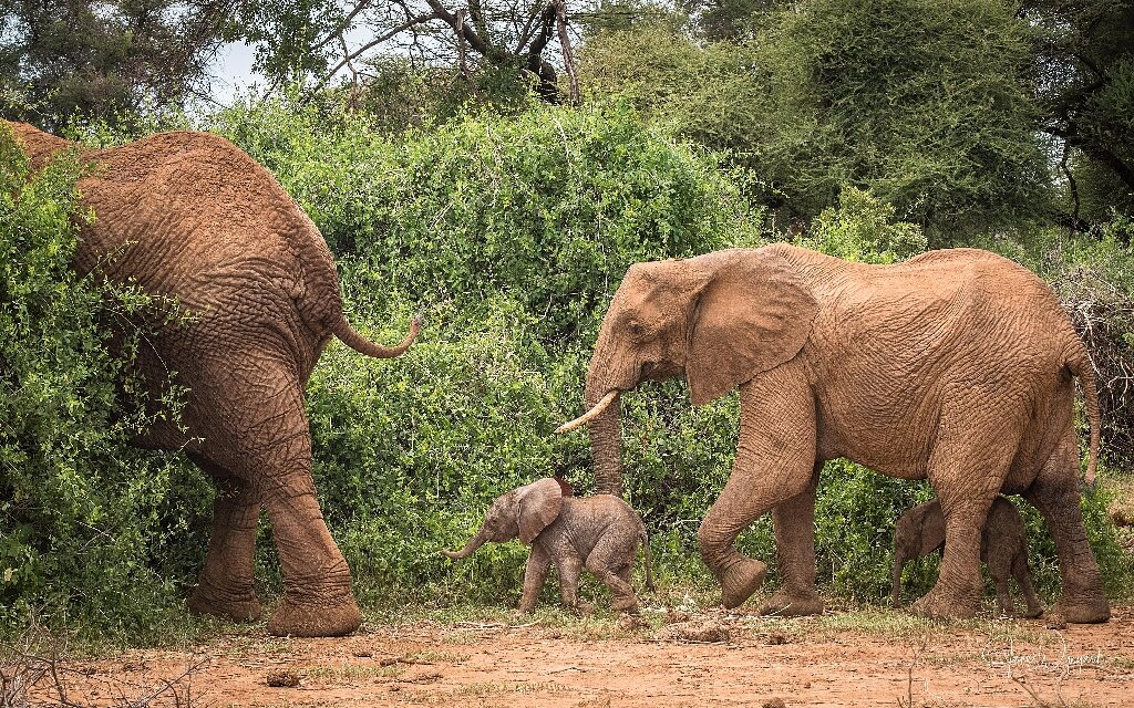 Rare baby elephant twins born in Kenya