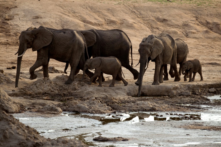 Zimbabwe game park to receive $15 million from new wildlife fund