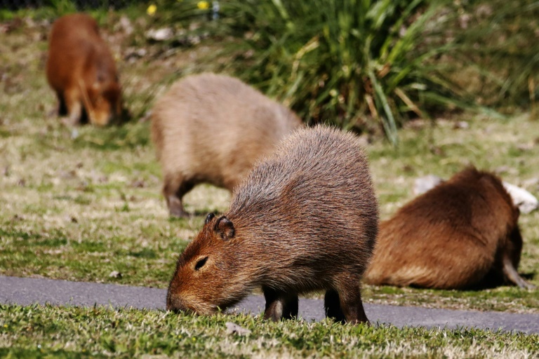 Ecuador, Colombia slam use of wild animal species after MasterChef episode