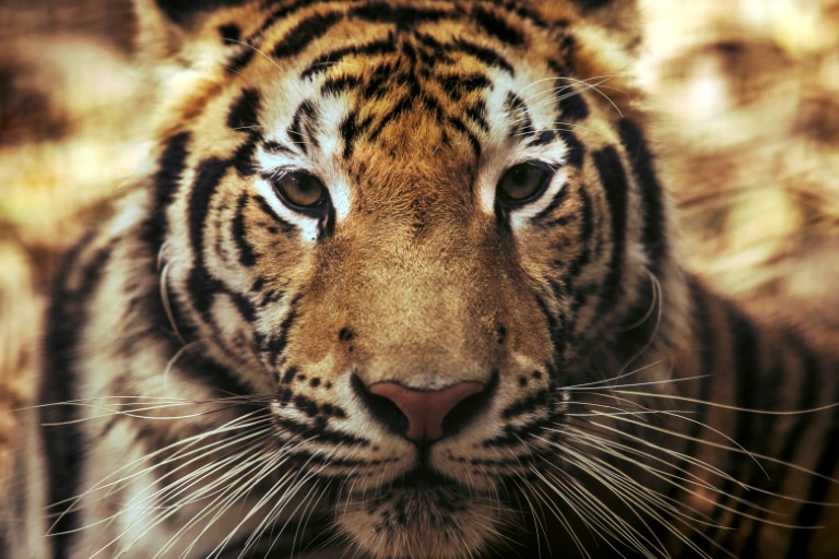 Tiger bites off keeper’s hand at Japan safari park: Kyodo