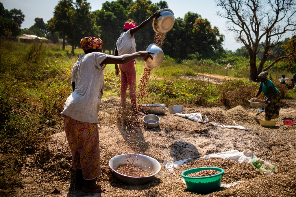 Threats and theft: The wretched life of C. Africa’s peanut growers