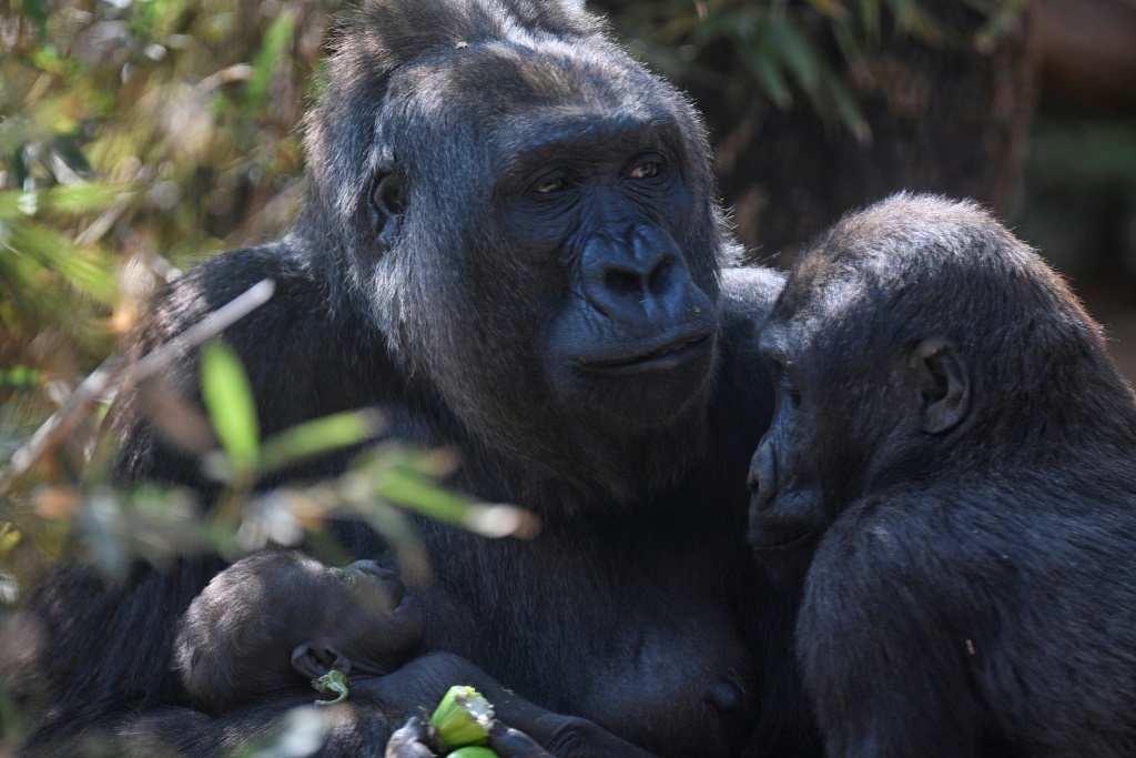 DR Congo park fetes birth of endangered gorilla species