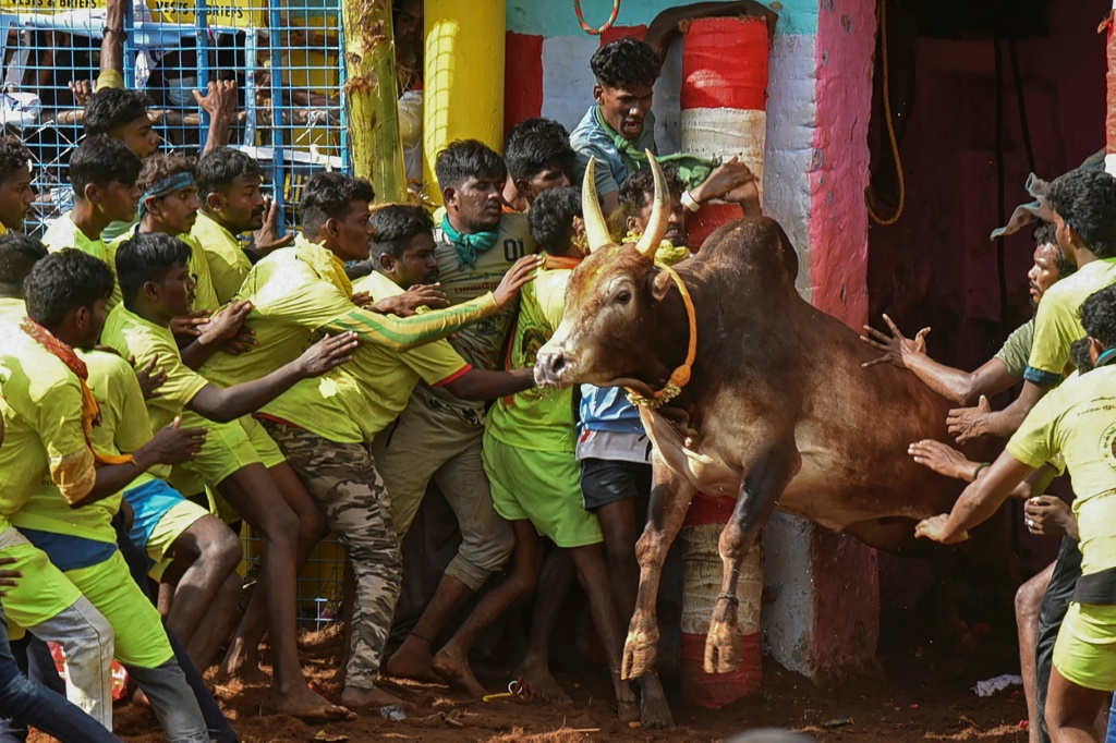 Indian cowboys grab the bull by the horns at Jallikattu