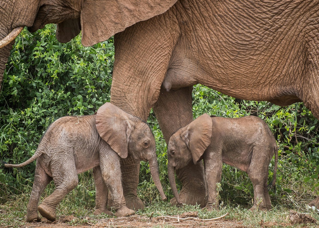 Rare baby elephant twins born in Kenya