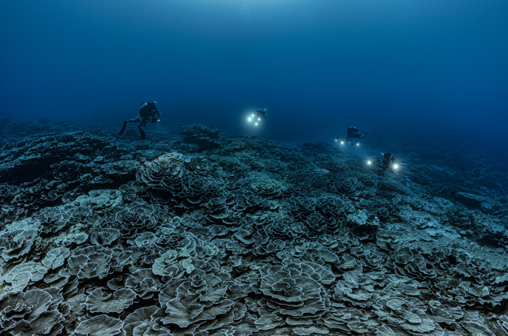 ‘Remarkable’ giant coral reef found off Tahiti