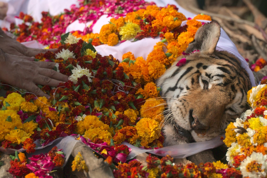 India bids farewell to ‘supermum’ tiger Collarwali