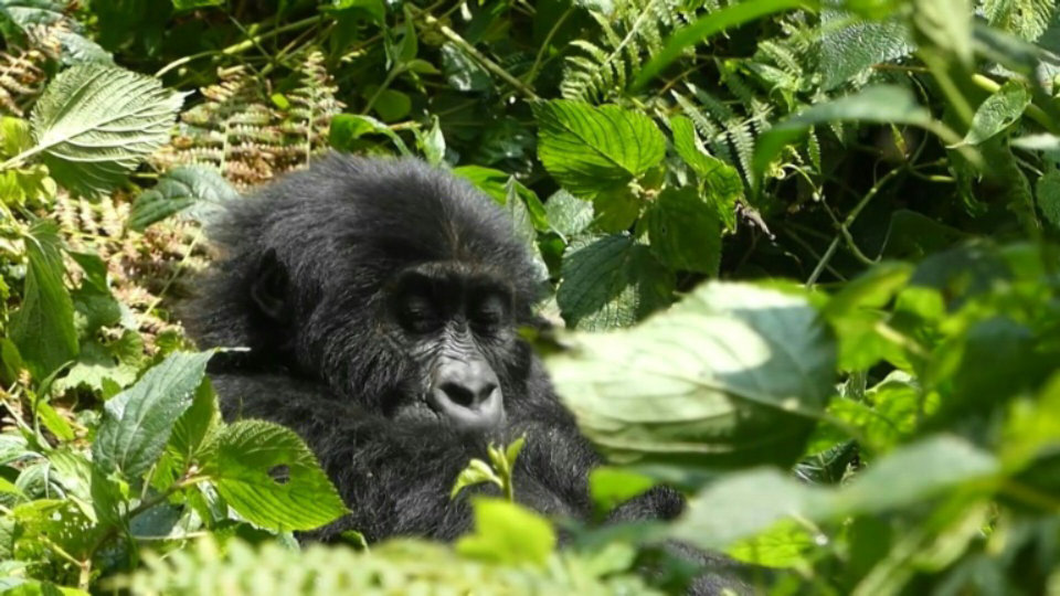 In Lwiro, a safe haven for traumatised apes in eastern DRC