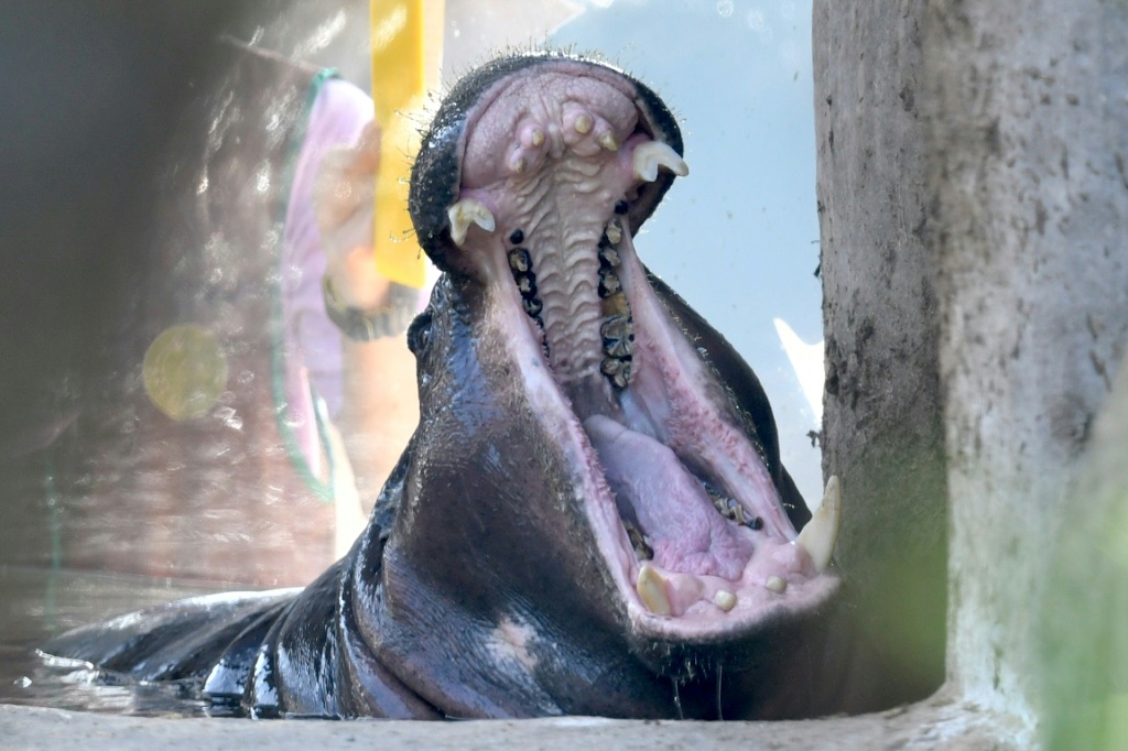 Hippos and humans learning to live in peace in DR Congo