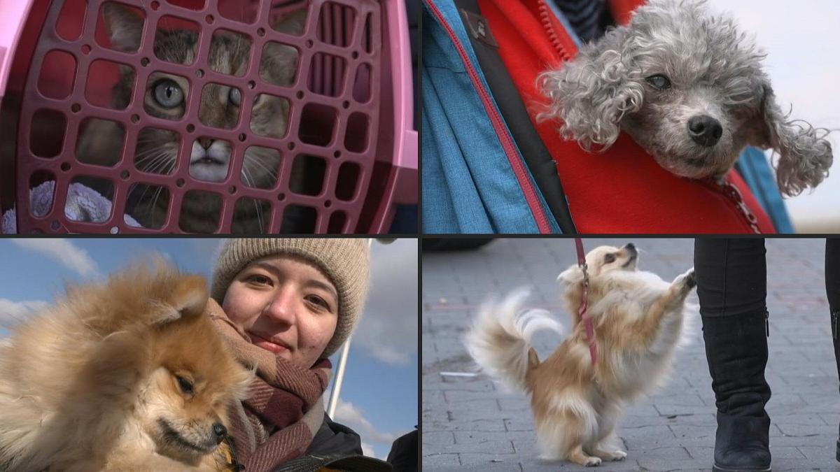 ‘We can’t live without them’: Ukrainian refugees flee with beloved pets