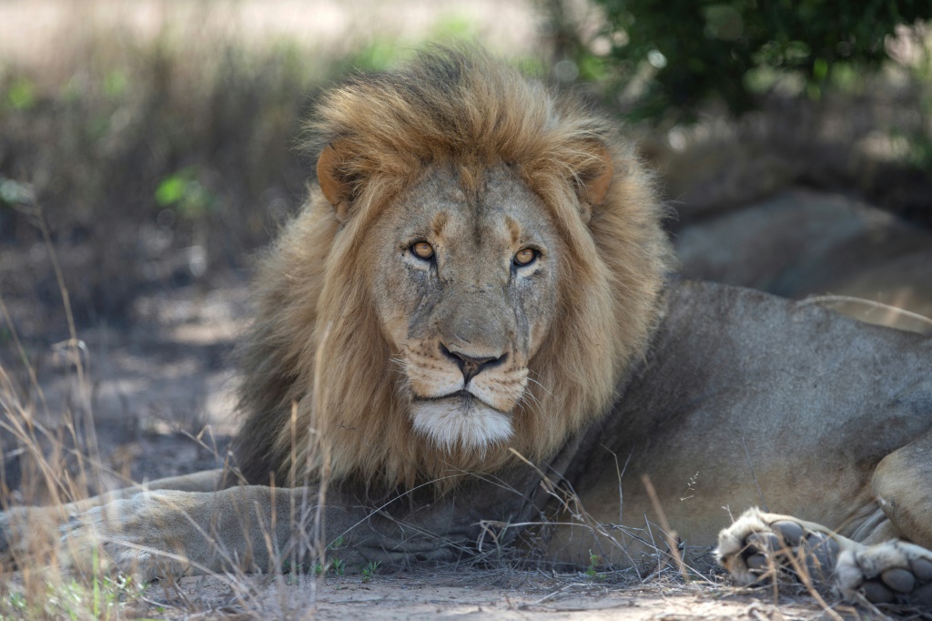 ‘Love hormone’ oxytocin turns fierce lions into kittens