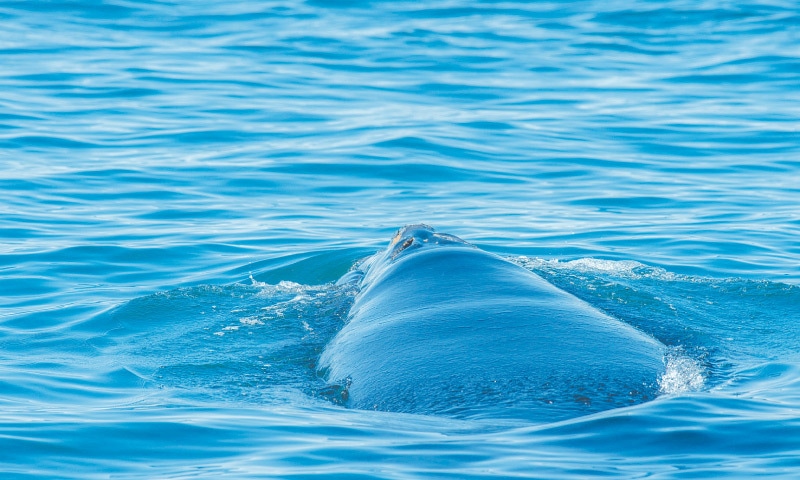 Endangered North Atlantic right whales make a stand in Cape Cod