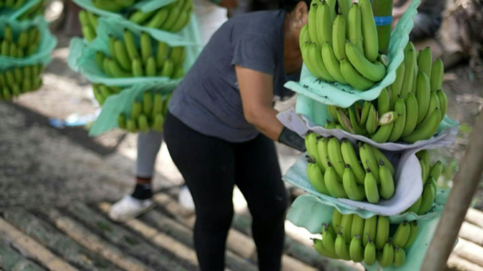 Ecuador banana industry crippled by war in Ukraine