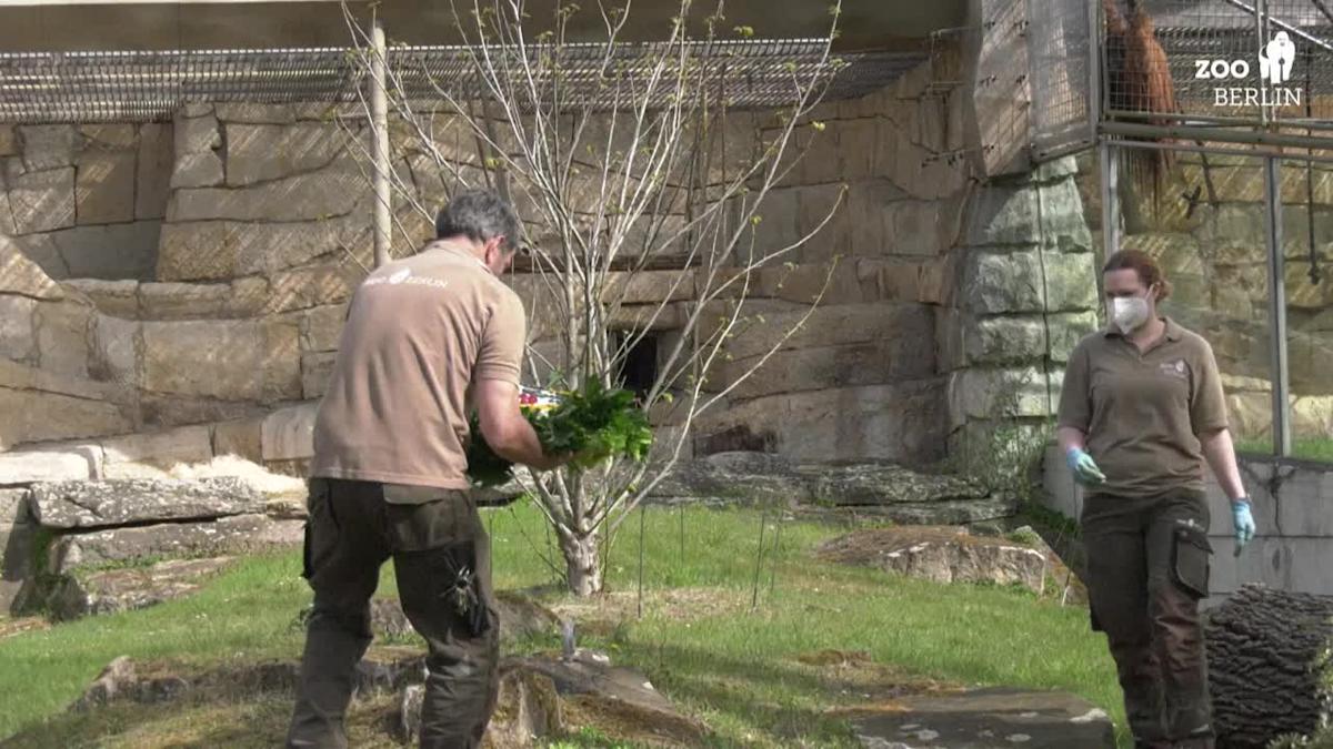 World’s oldest female gorilla in captivity enjoys cake for 65th birthday at Berlin zoo