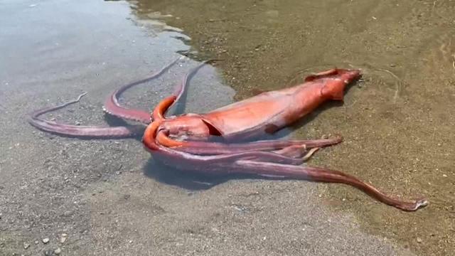 Giant squid washed ashore alive in Japan