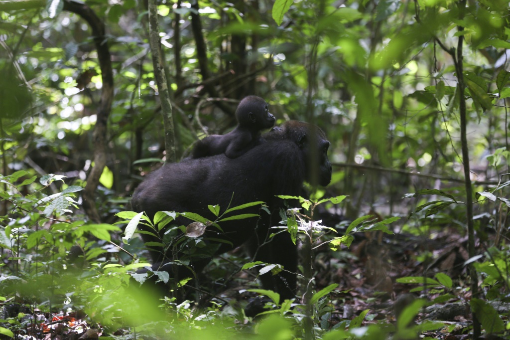 Gabon counts on visitors to help preserve great apes