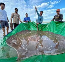 Giant endangered stingray released into Mekong River in Cambodia