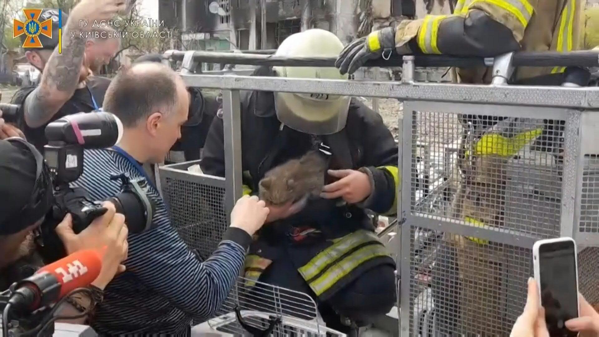 Firefighters rescue cat from destroyed building in Ukraine