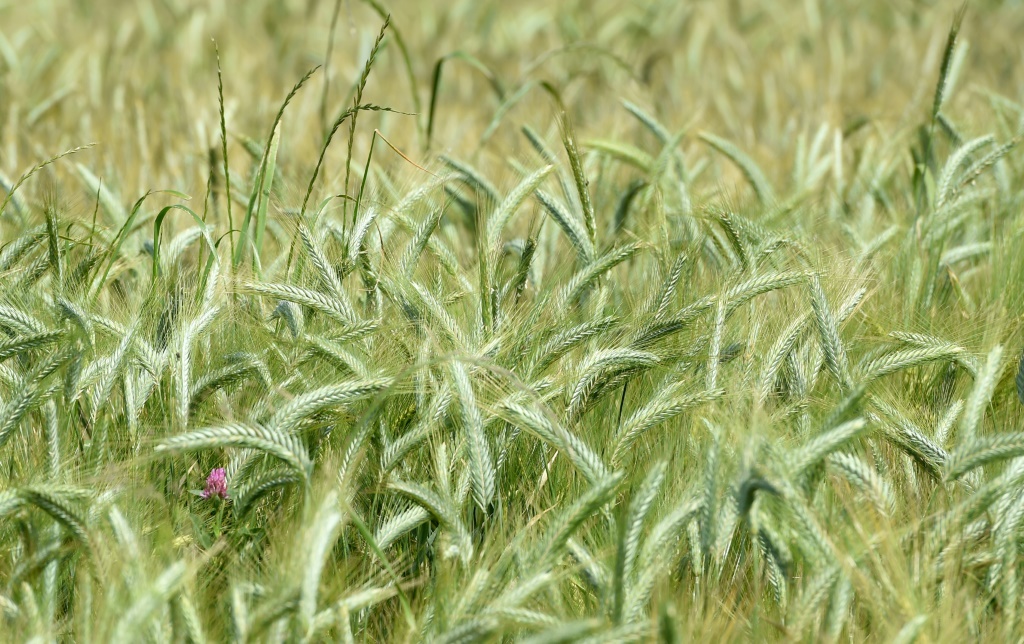 Low French rainfall adds new cloud to global food market