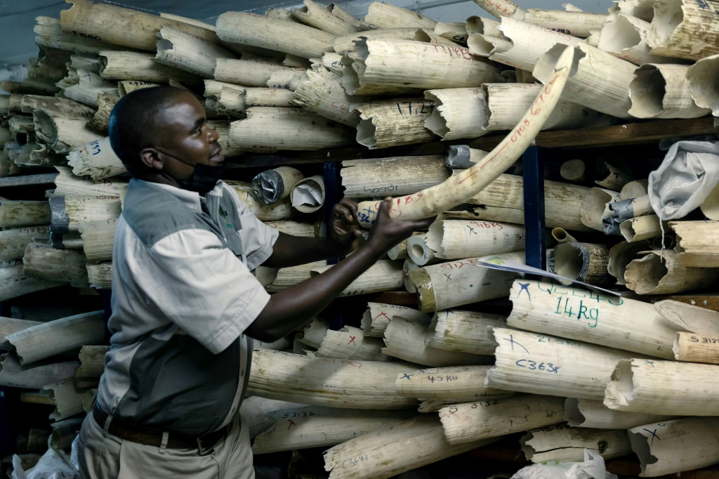 Zimbabwe seeks EU backing to sell $600-mln worth of ivory