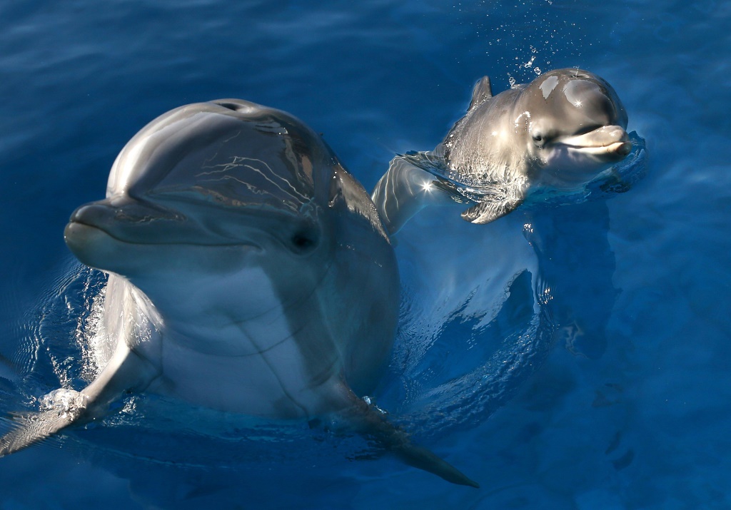 Pee pals: Dolphins taste friends’ urine to know they’re around