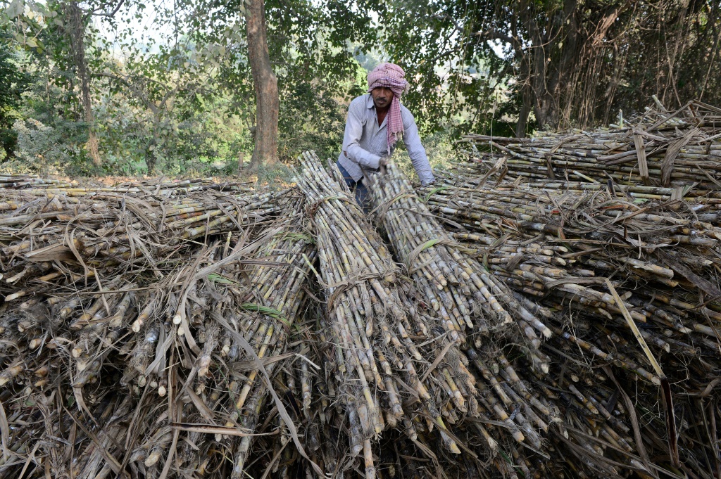 After wheat, India caps sugar exports