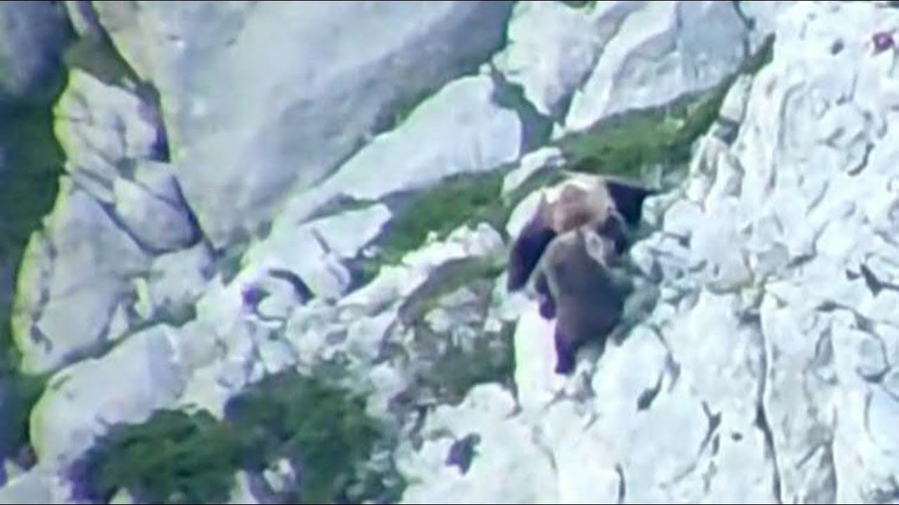 Mother bear and cub separated in Spain after male attack and dramatic fall