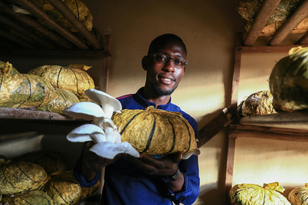 Cameroon’s mushroom growers looking beyond the kitchen