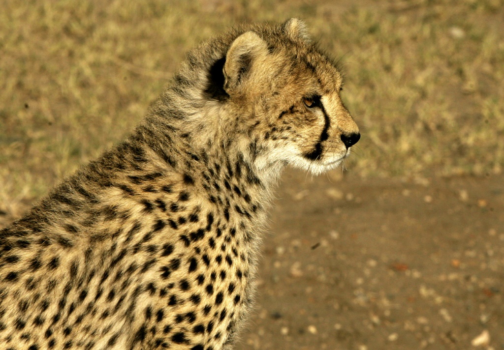 African cheetahs to be spotted soon in India thanks to Namibia deal