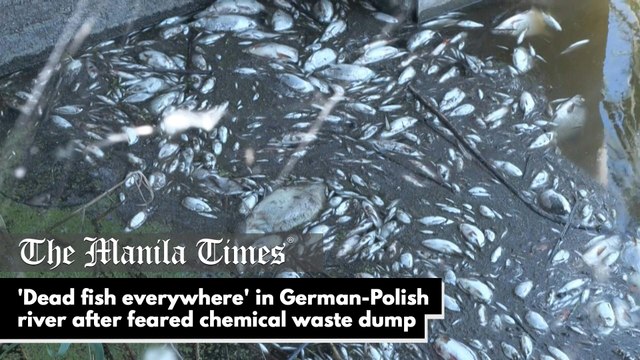 ‘Dead fish everywhere’ in German-Polish river after feared chemical waste dump