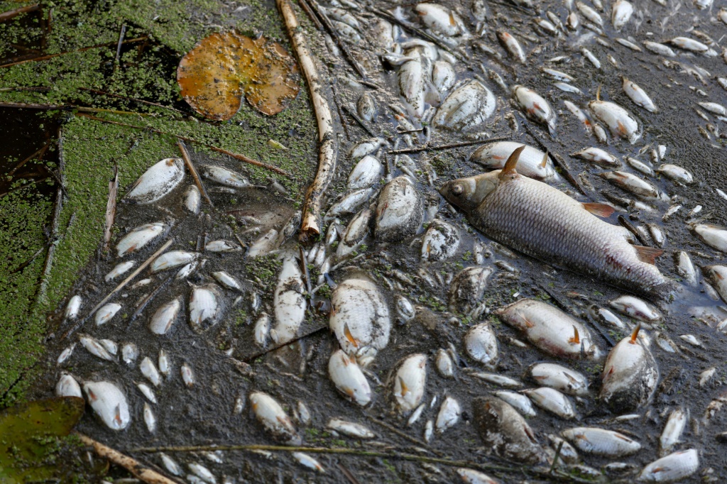 Poland blames toxic algae for Oder river fish kill