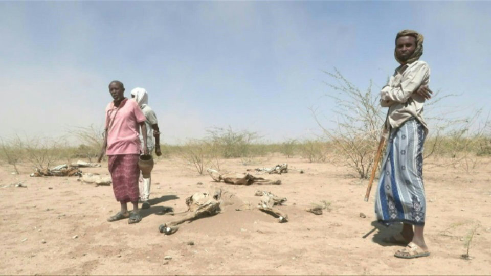 In drought-stricken Ethiopia, the herders’ heartache