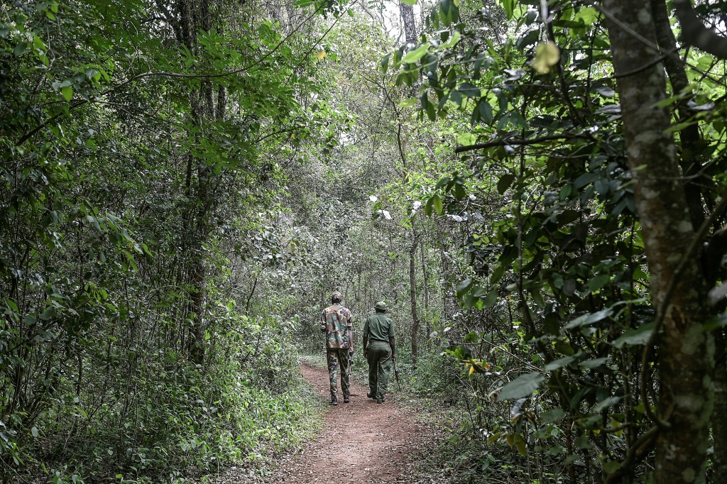 Kenya’s Ruto lifts six-year logging ban