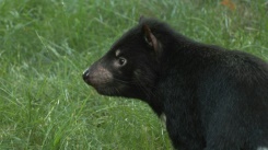 Paris: the Jardin des Plantes welcomes endangered Tasmanian devils