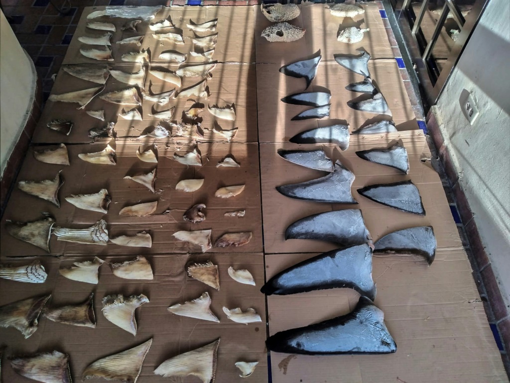 Panama seizes six tons of illegally traded shark fins