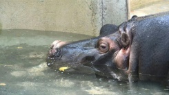 Animals in Rome zoo enjoy frozen treats amid sweltering heatwave