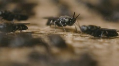 Black soldier flies : a quick, green solution for the animal feed industry