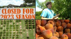 As climate changes, farms in US ‘Peach State’ Georgia suffer