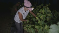 Summer heatwave forces Spanish grape pickers to harvest at night