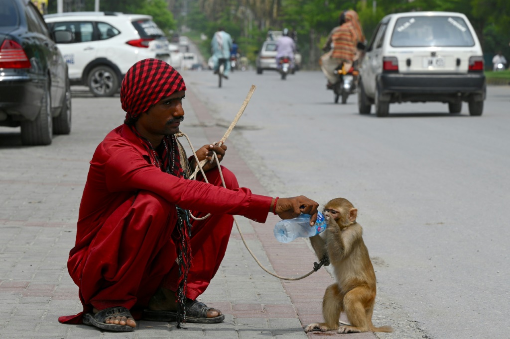 Monkey business in Pakistan court during smuggling case