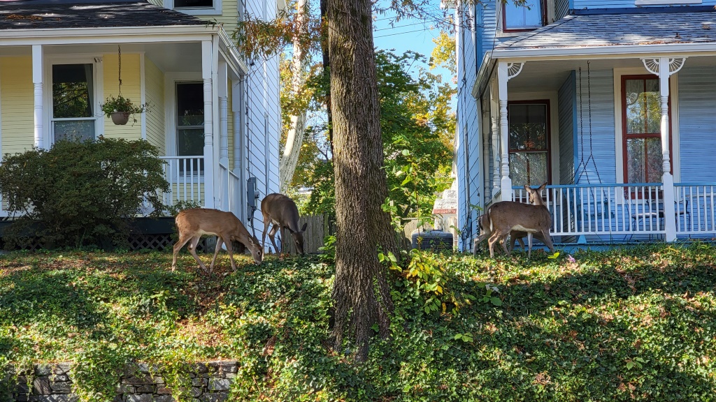 Oh, deer: In US capital, ‘Bambi’ is increasingly unwelcome