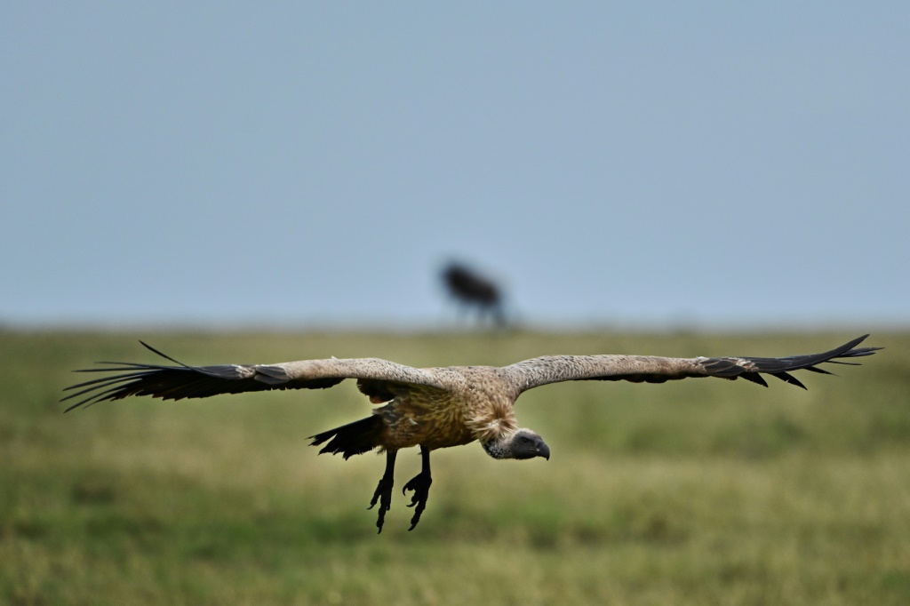 Africa’s large birds of prey facing ‘extinction crisis’: study