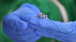 Poisonous frogs seized at Bogota airport