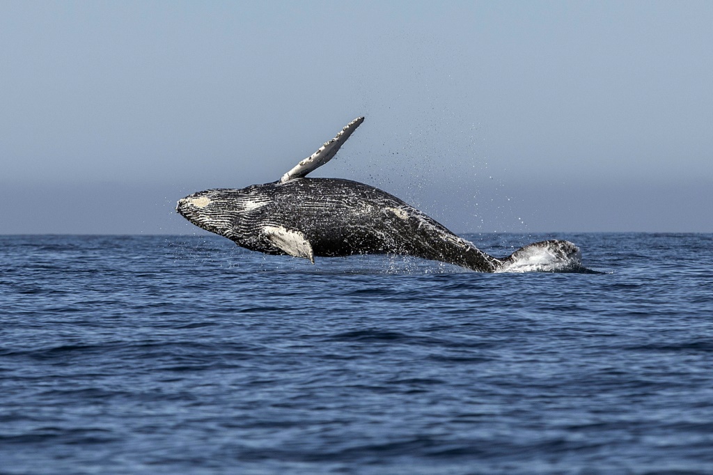 Heatwaves may be driving whale decline in Pacific: study