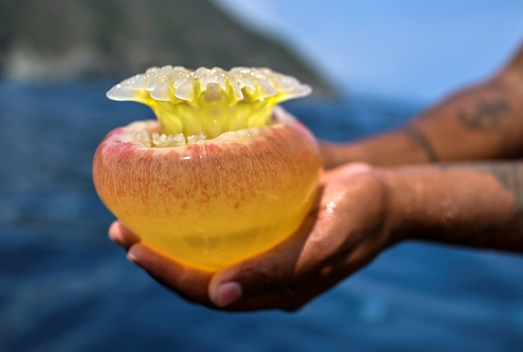 Jellyfish invade Venezuelan waters, worrying fishermen