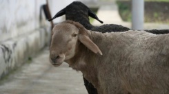 The giant sheep helping Tajikistan weather climate change and meat shortages